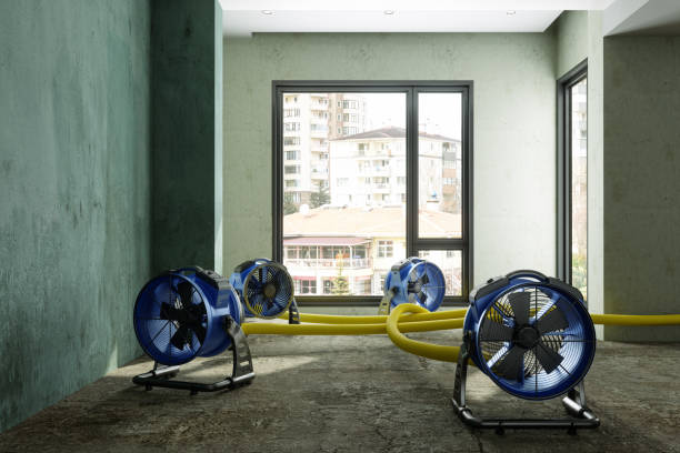 Best Carpet water damage restoration  in Meadowbrook, AL